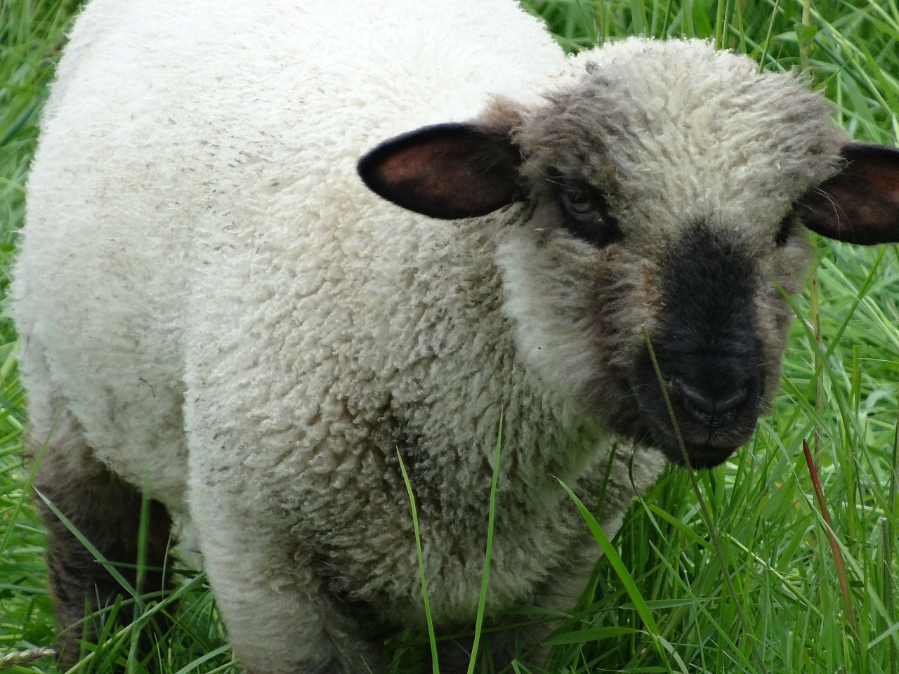 sheep schäfchen lamb free photo
