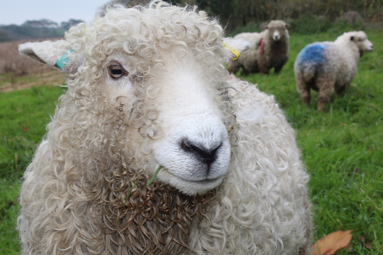 sheep pasture wool free photo