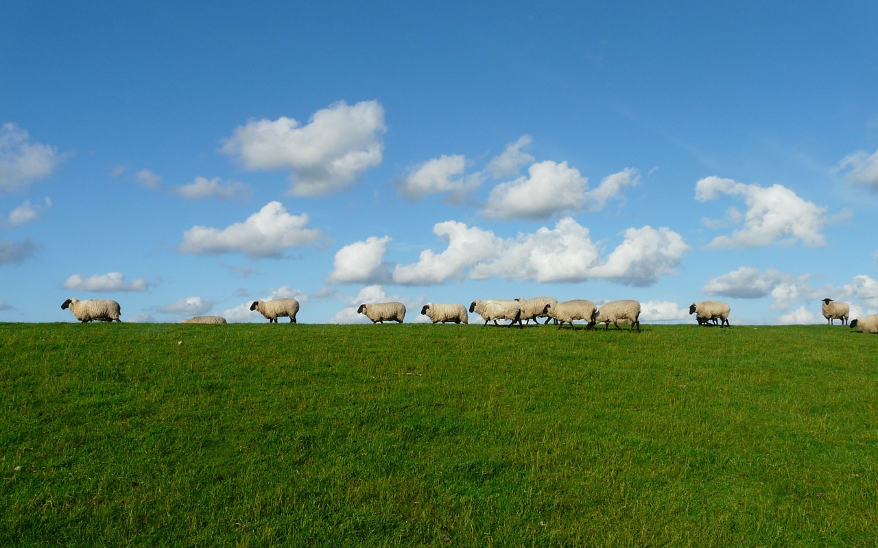sheep sky field free photo