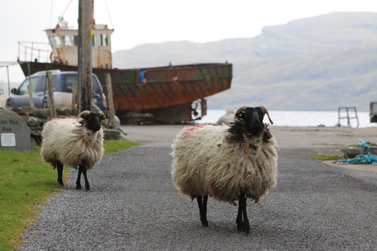 sheep port ireland free photo