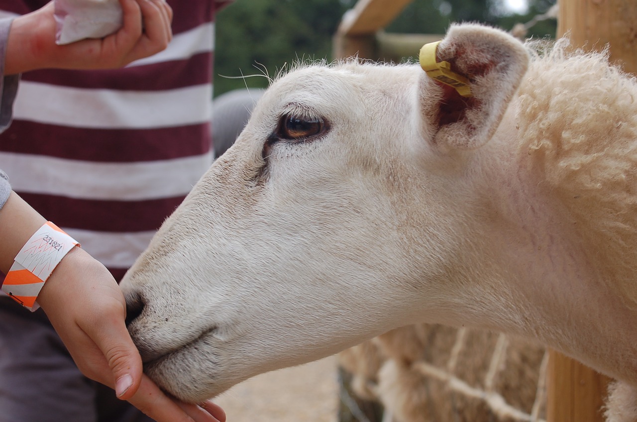 sheep farm lamb free photo