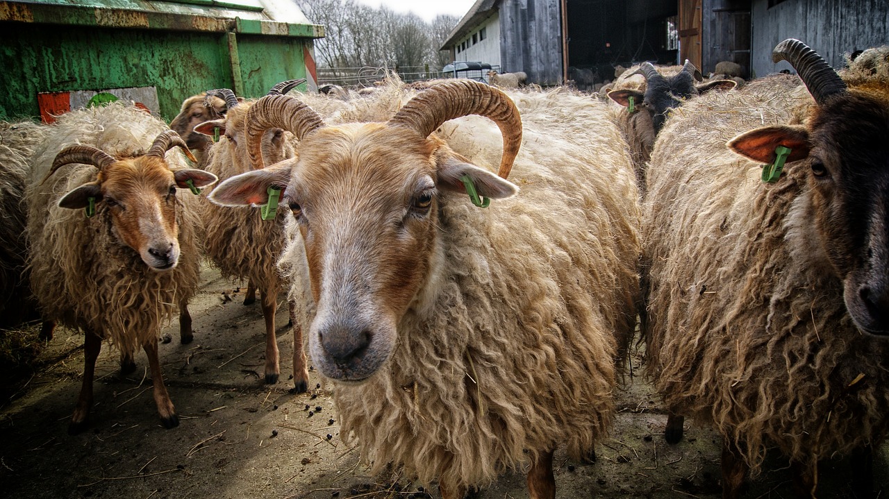 sheep sheepfold animal free photo