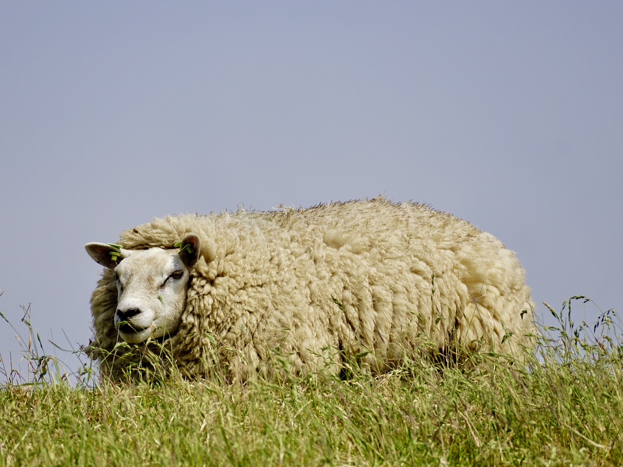 sheep wool concerns free photo