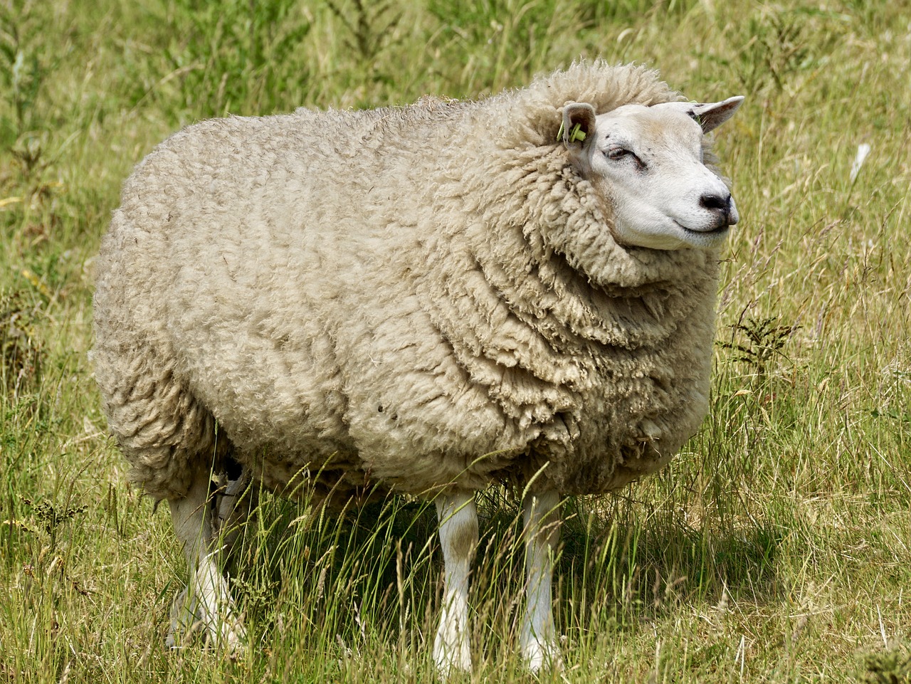 sheep wool concerns free photo