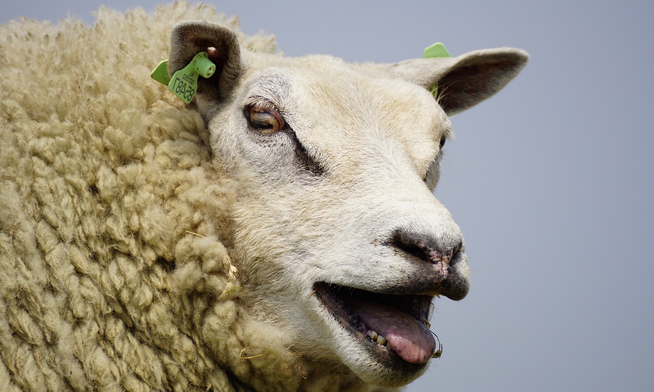 sheep bleat wool free photo