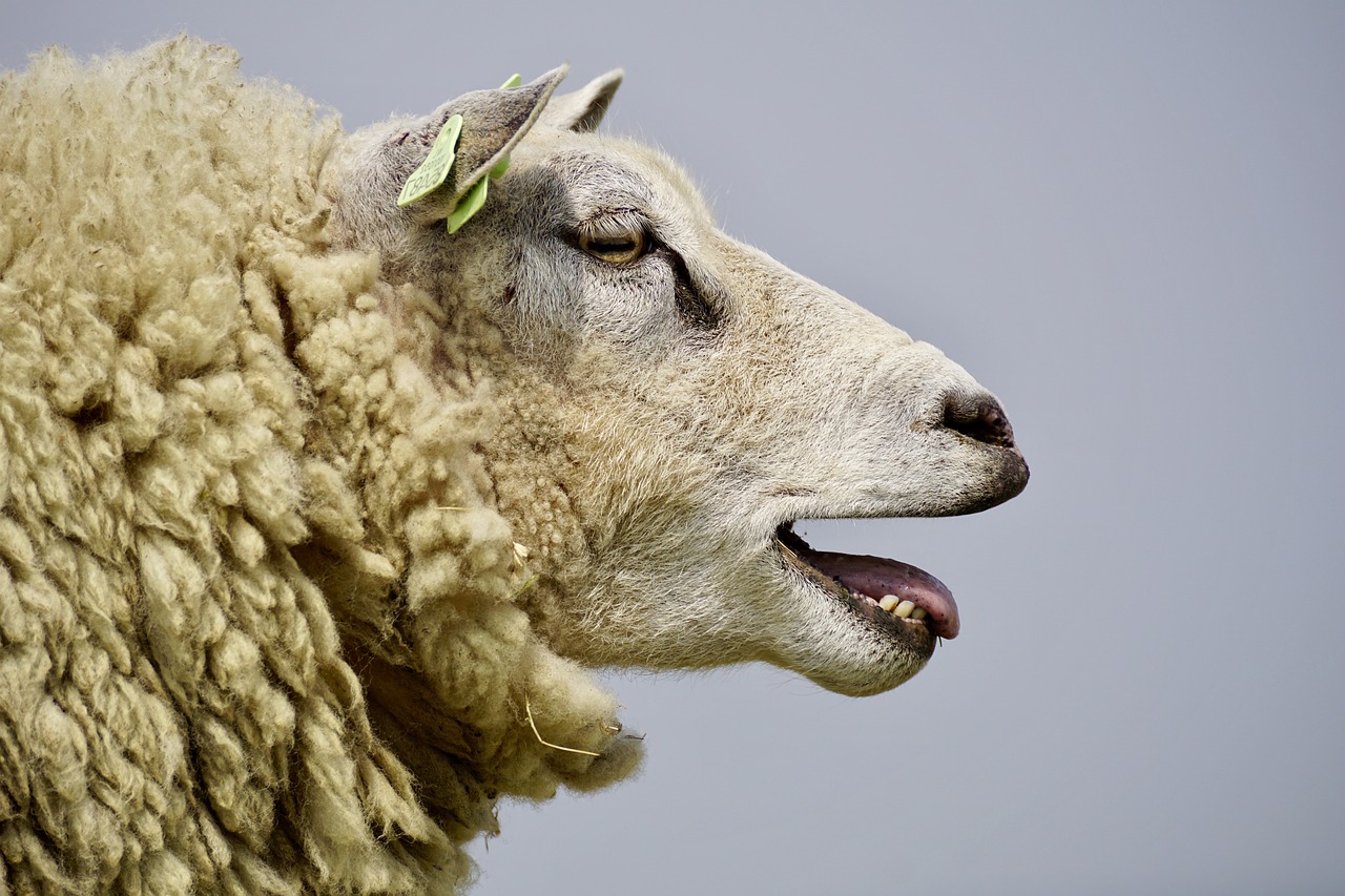 sheep bleat wool free photo