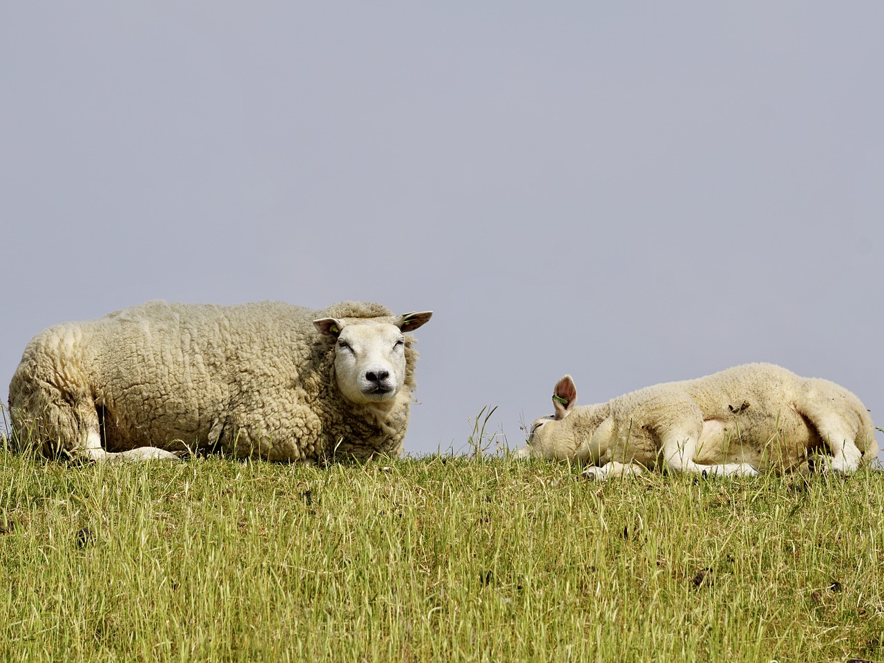 sheep lamb mother-child free photo