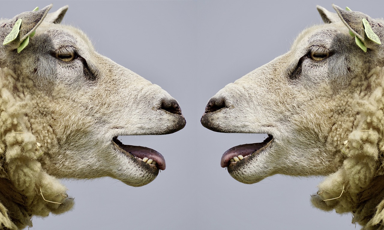 sheep bleat communication free photo