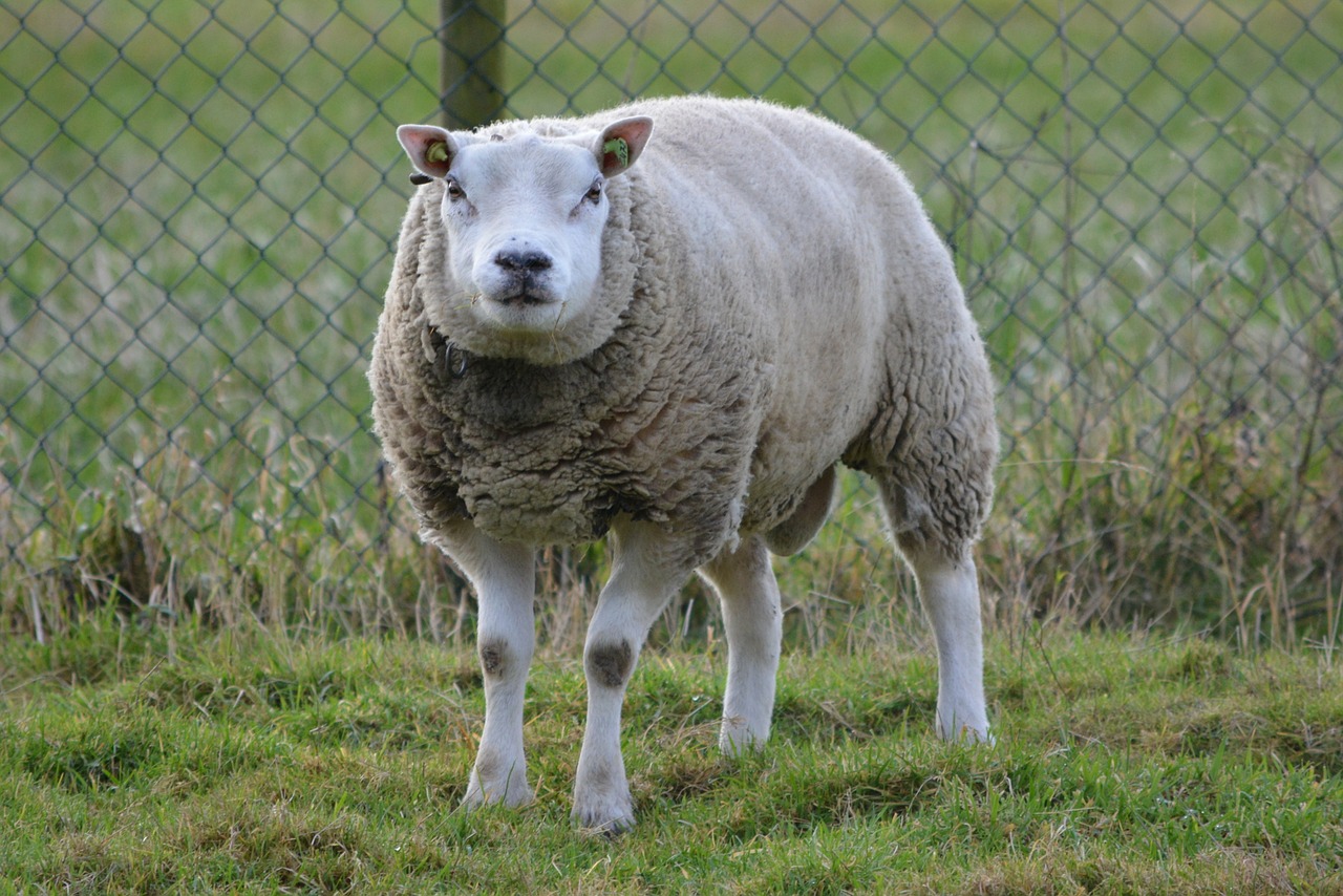 sheep animal meadow free photo