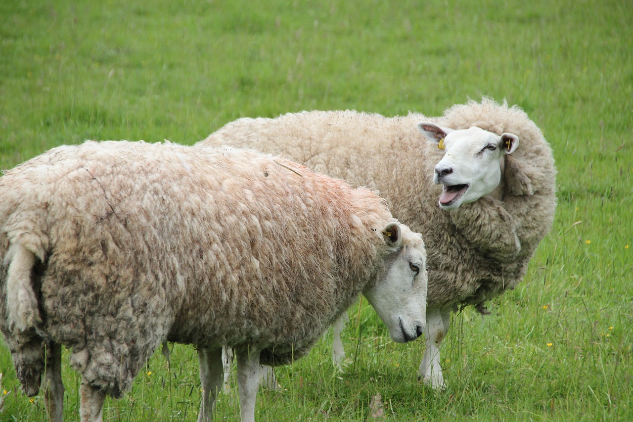 sheep cattle wool free photo