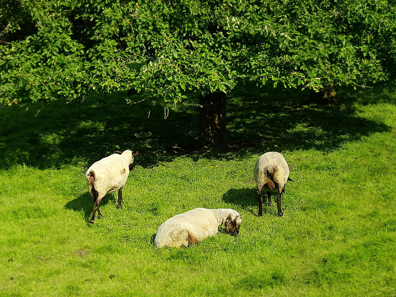 sheep animals nature free photo