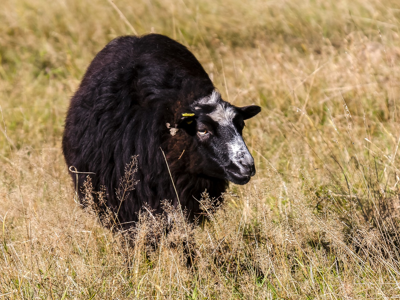 sheep mammal livestock free photo