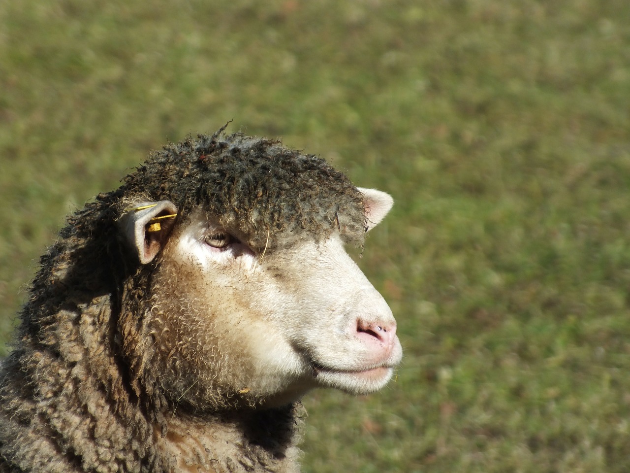 sheep spring wool free photo