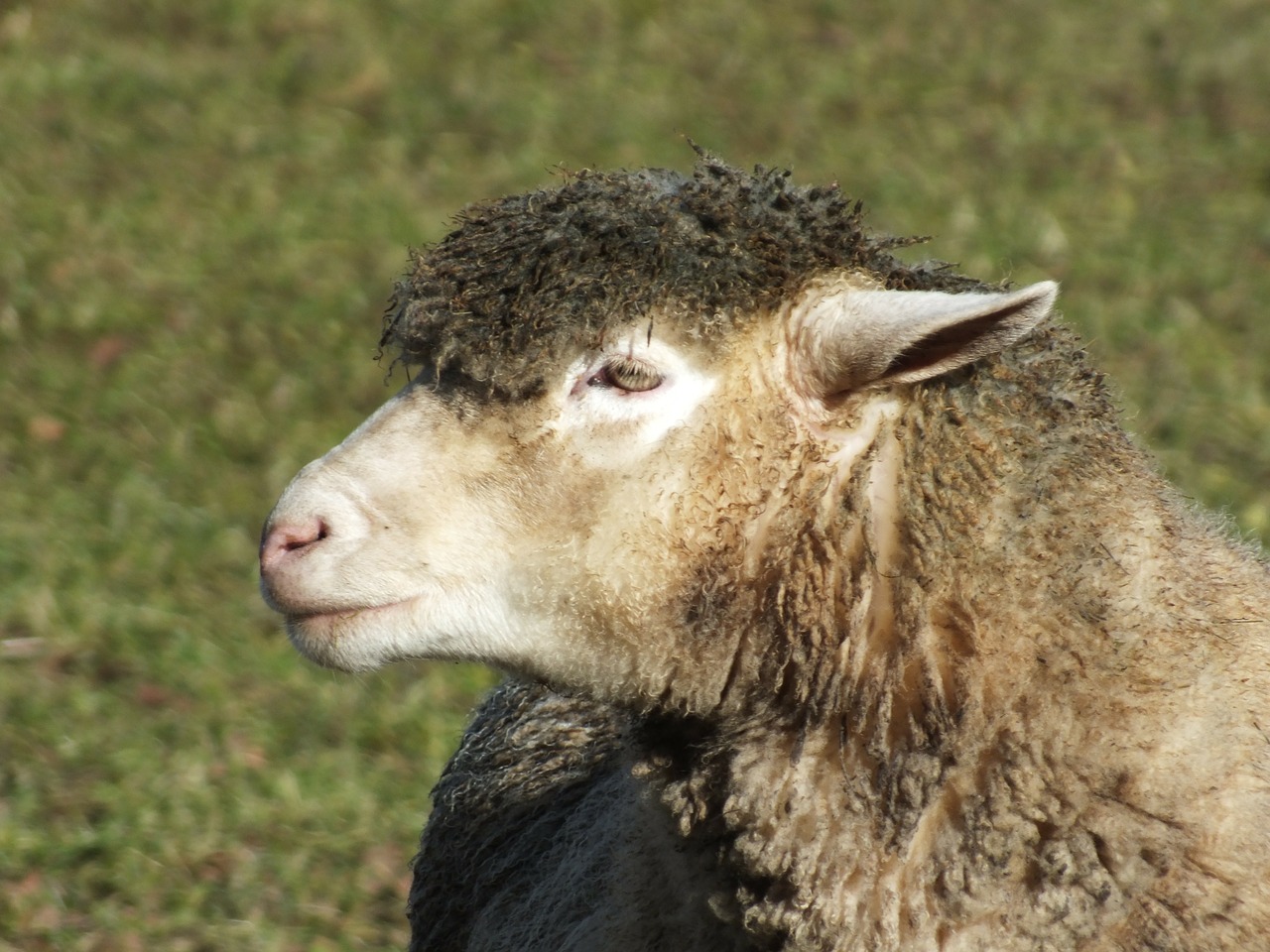 sheep wool animal free photo