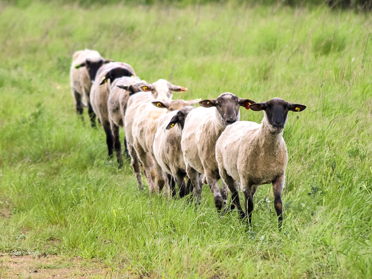 sheep livestock mammal free photo