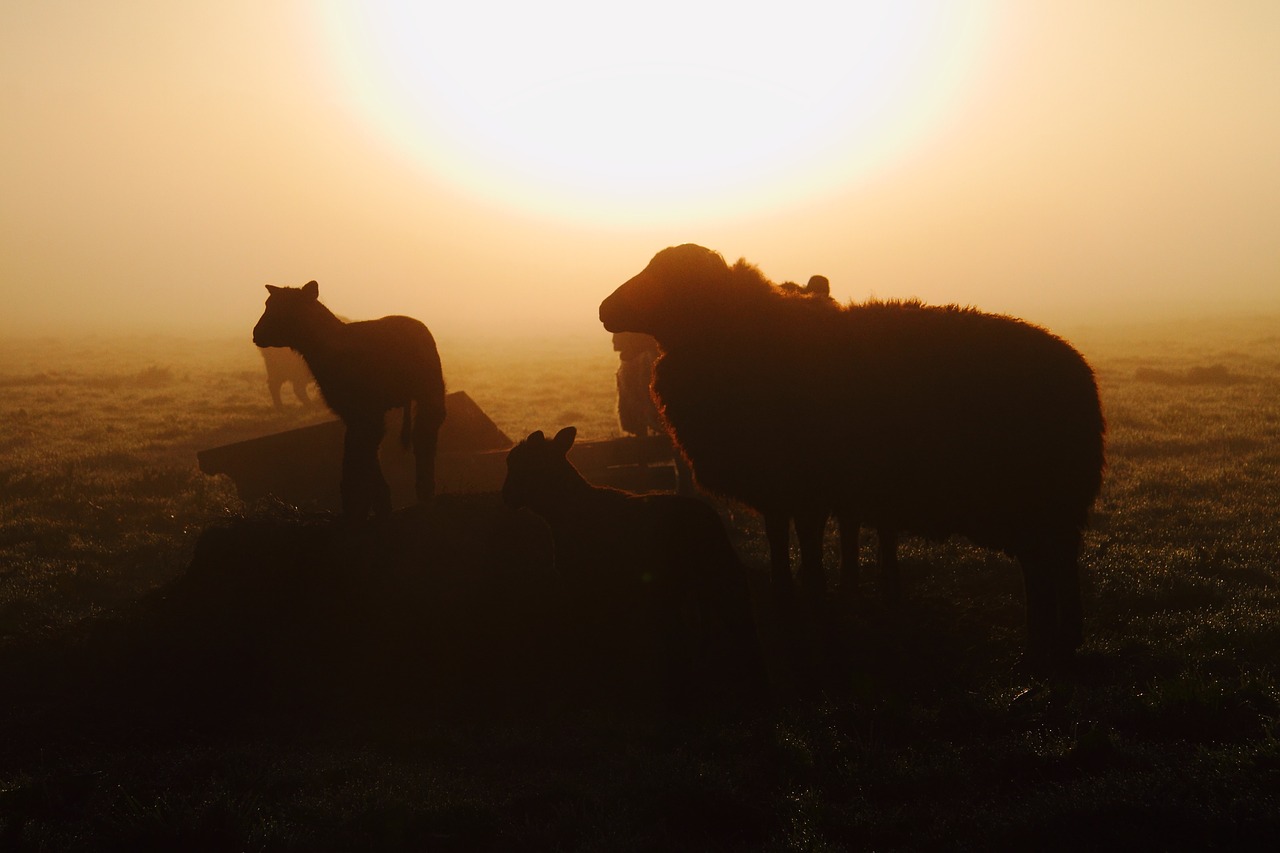 sheep sunrise mist free photo
