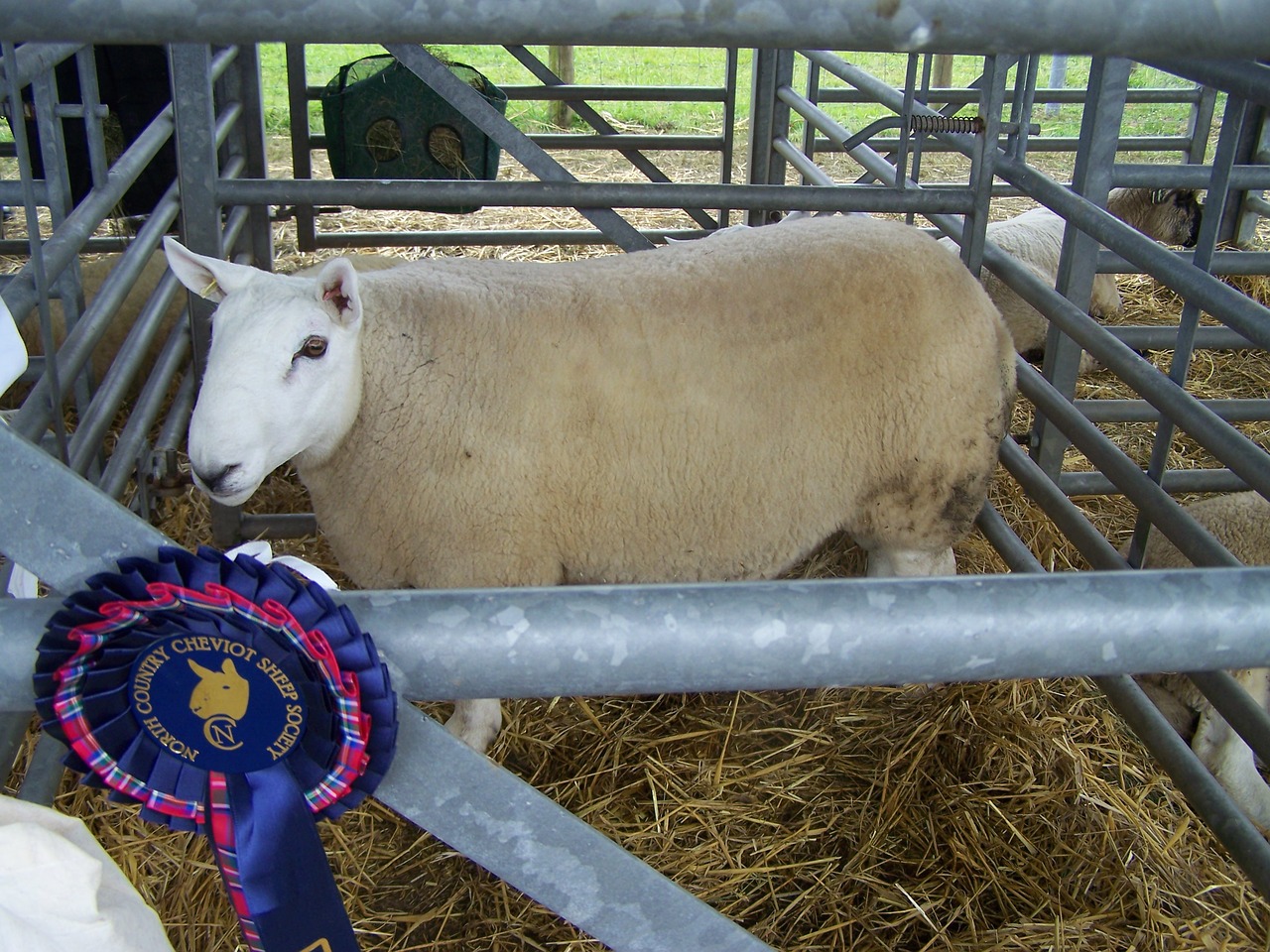 sheep agriculture prizes free photo