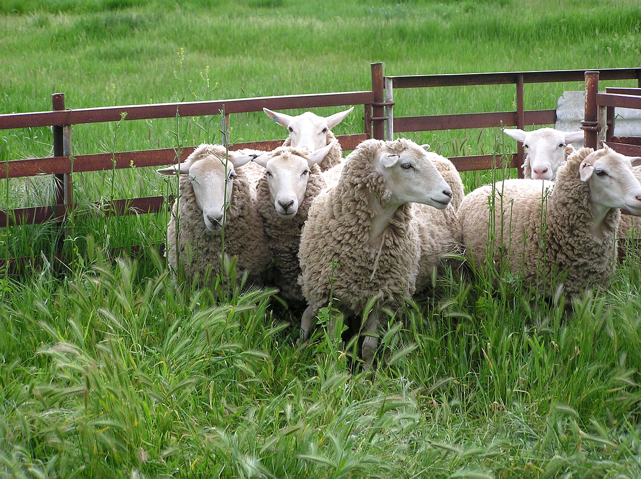 sheep in pen free photo