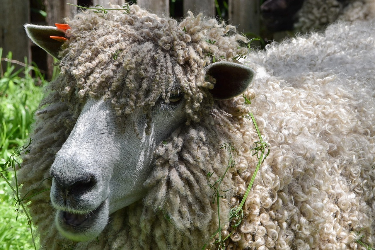 sheep woolly wool free photo