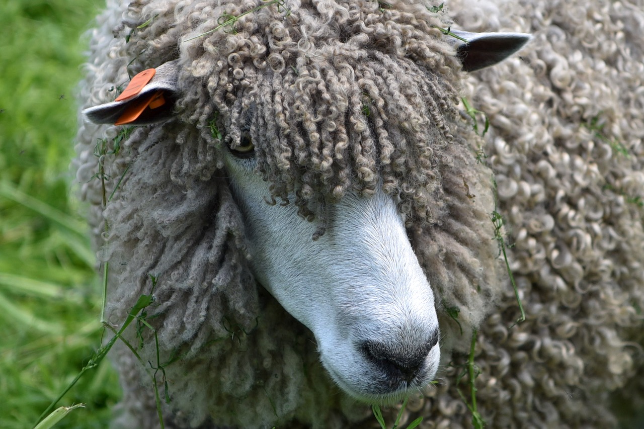 sheep wool woolly free photo