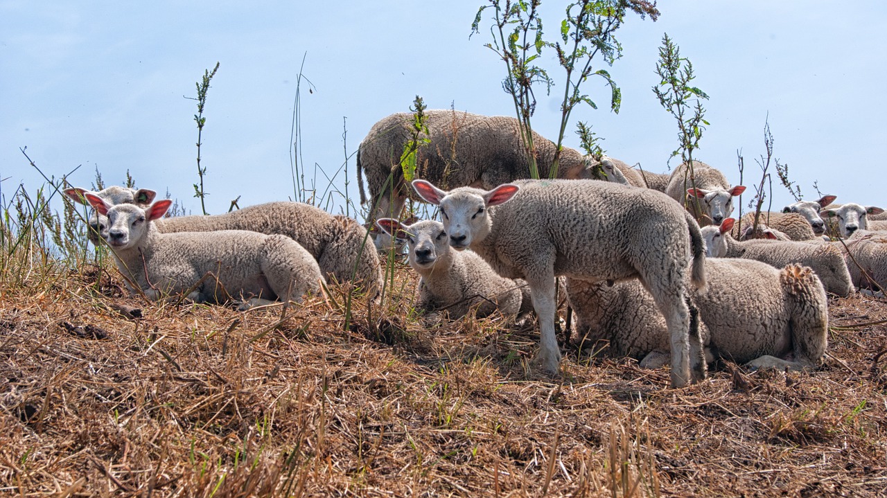 sheep lambs young free photo