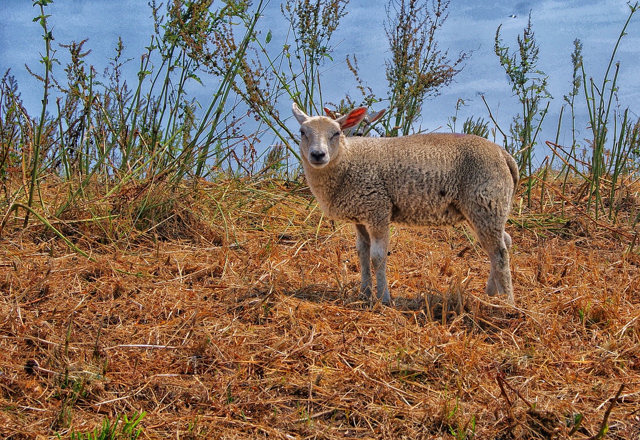 sheep lamb countryside free photo