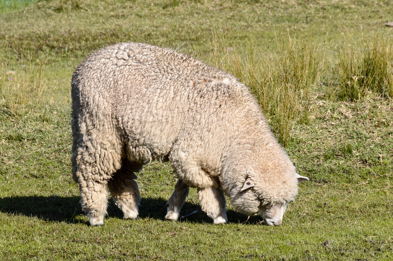 sheep eating animal free photo