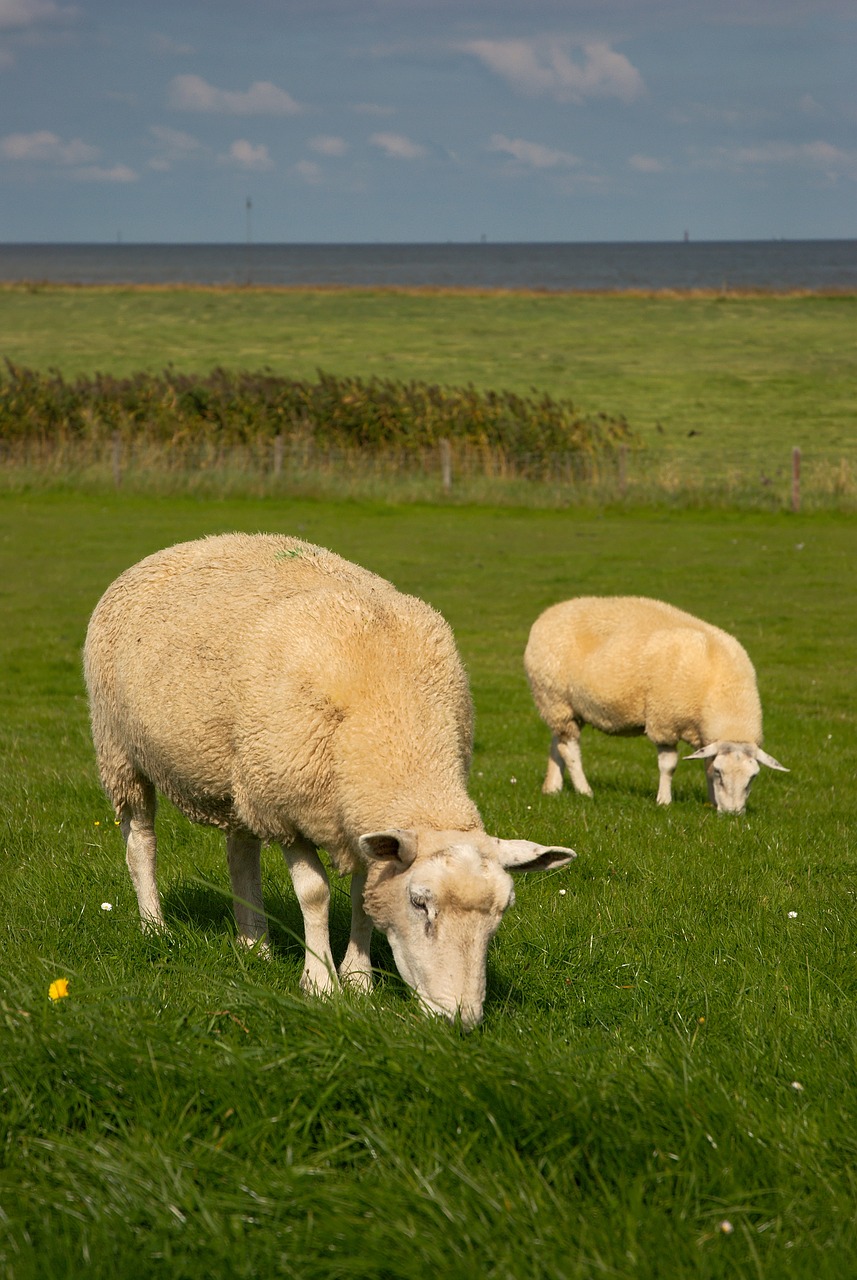 sheep north sea dike sheep free photo