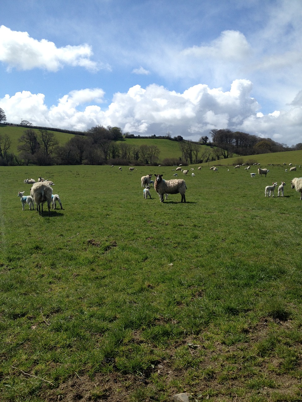 sheep devon sunshine free photo
