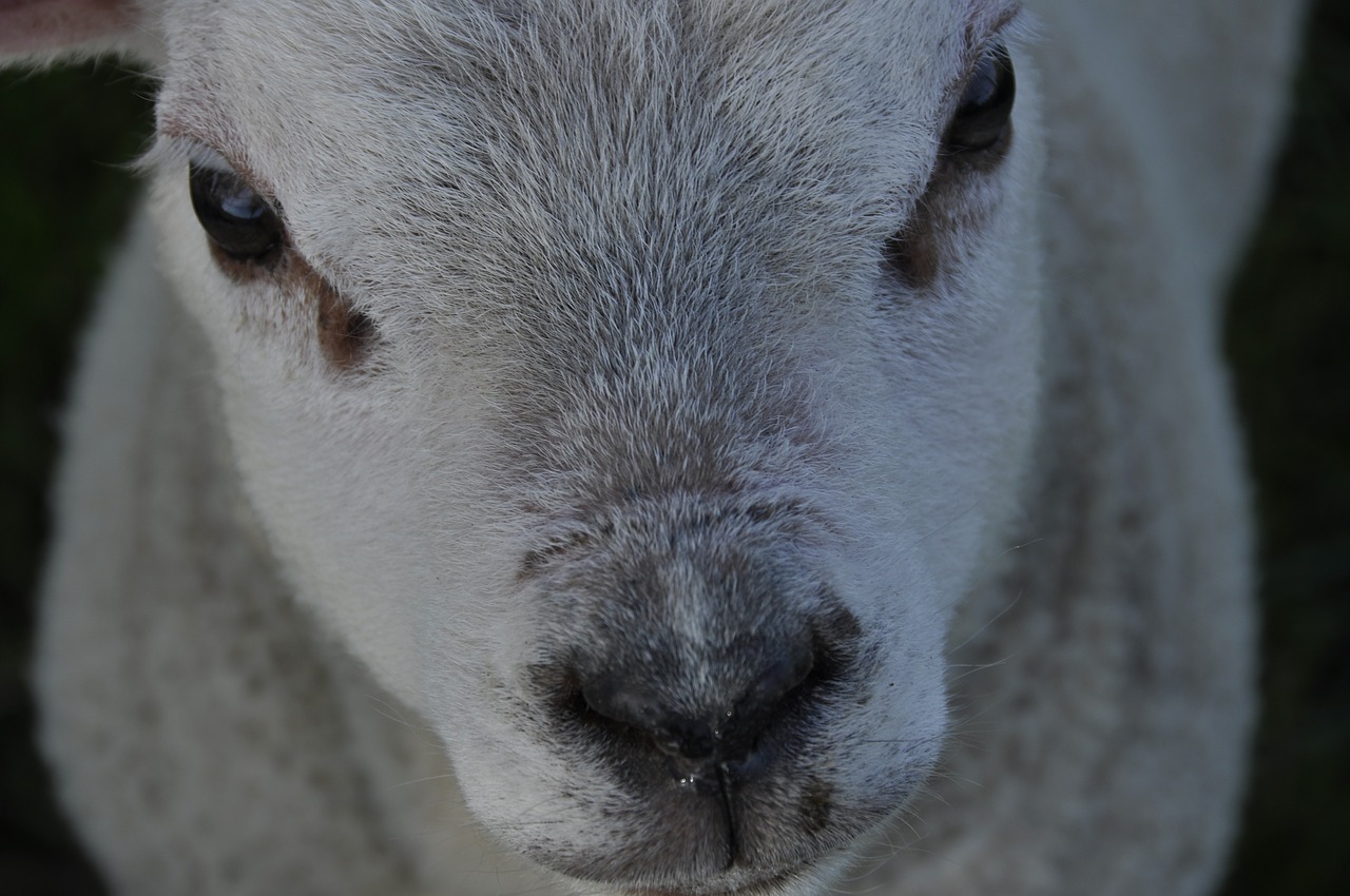 sheep lamb mto free photo