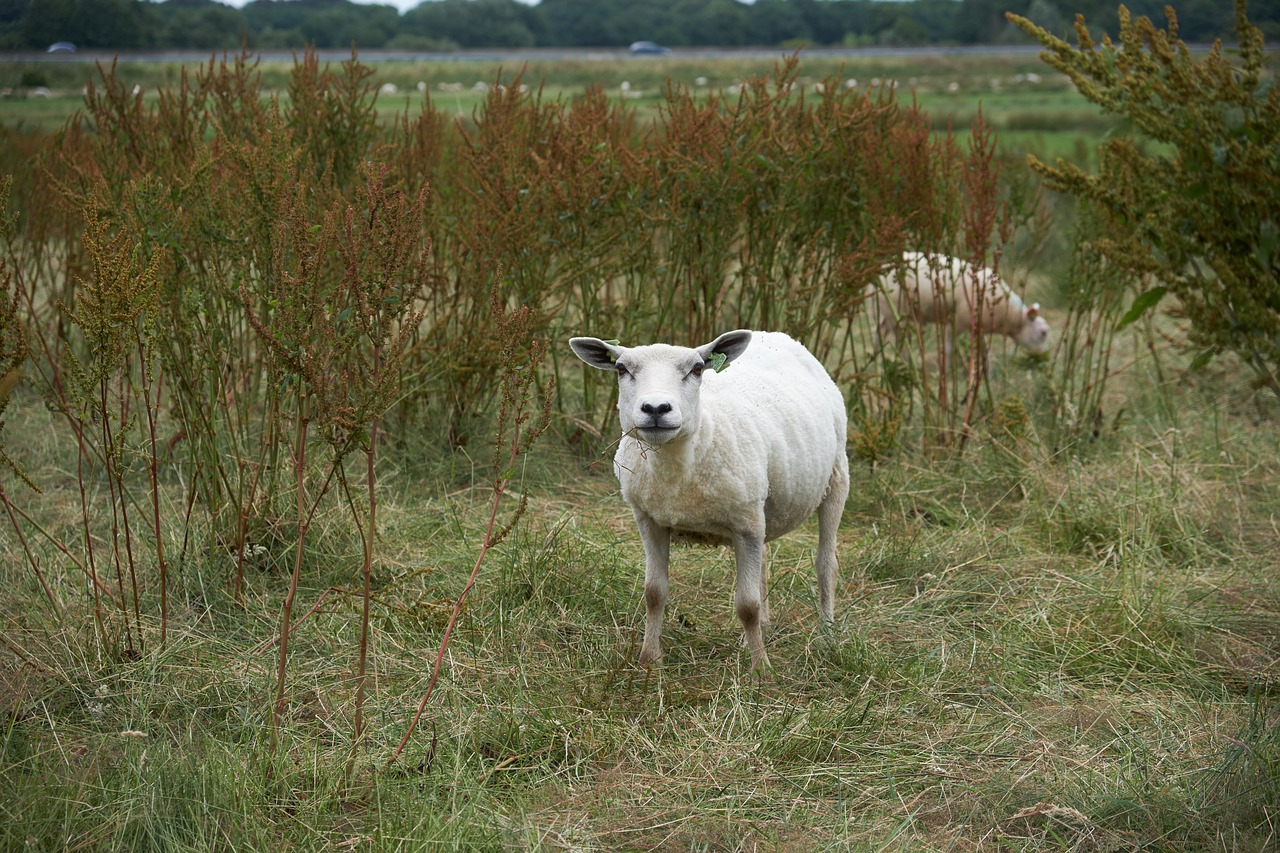 sheep animal livestock free photo