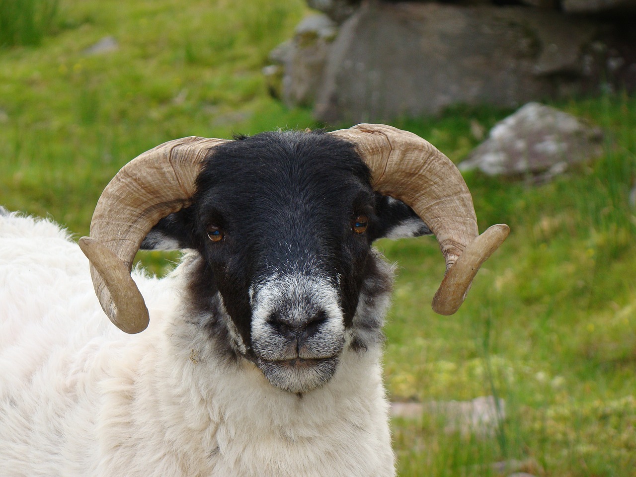 sheep bock horns free photo