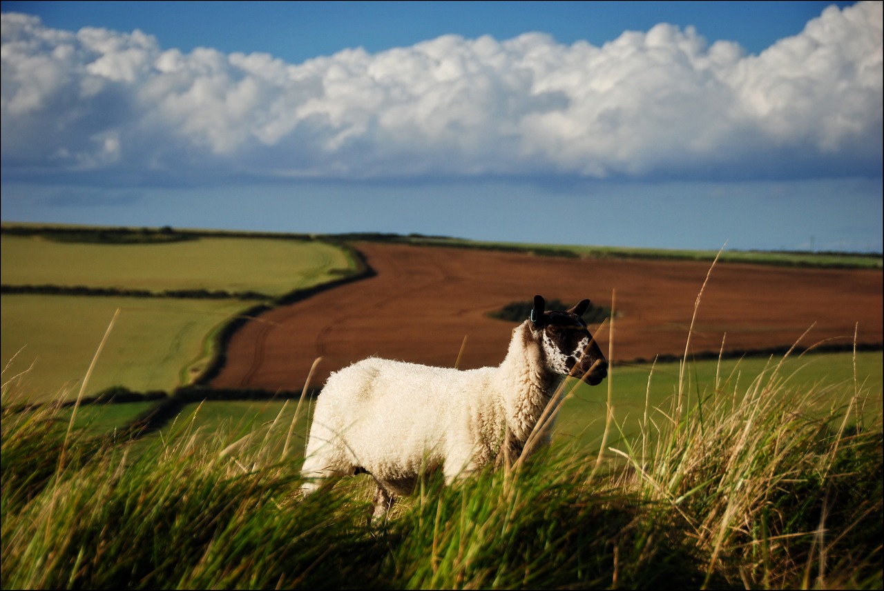 sheep fields england free photo