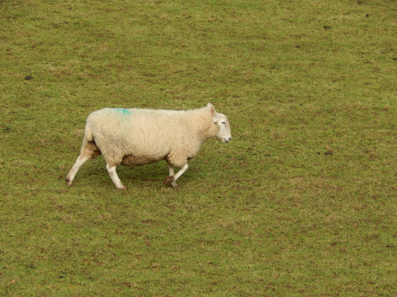 sheep welsh farm free photo