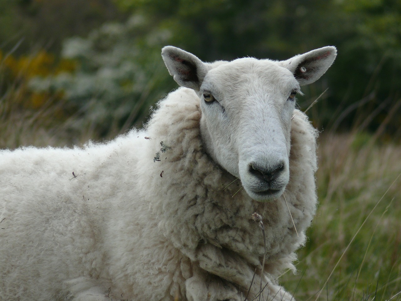 sheep summer field free photo