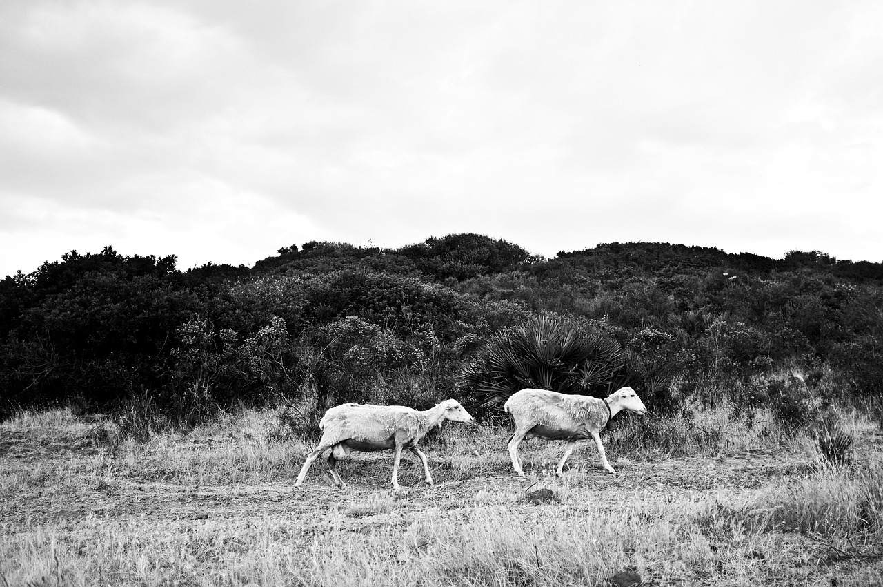 sheep sardinia campaign free photo