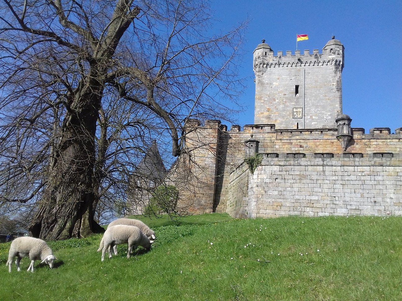 sheep castle bad bentheim free photo