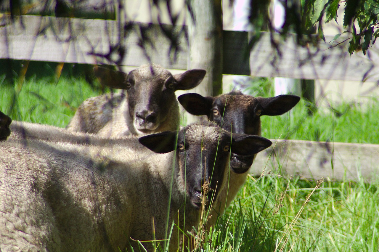 sheep animals new zealand free photo