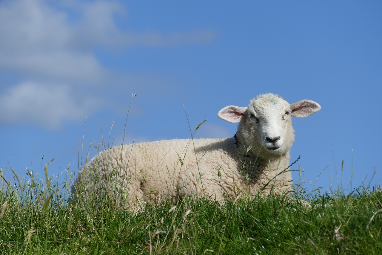 sheep summer dike free photo