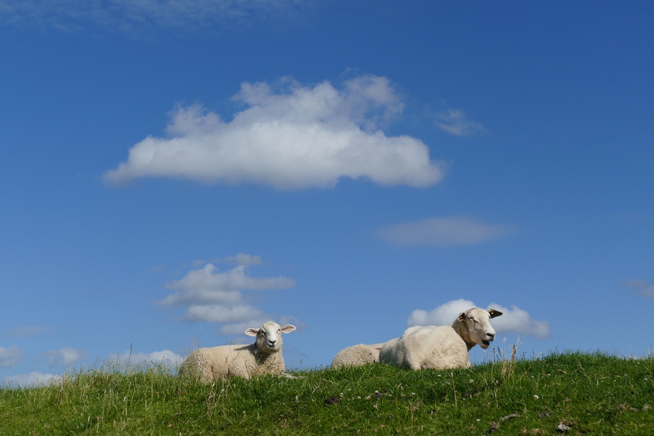 sheep summer dike free photo