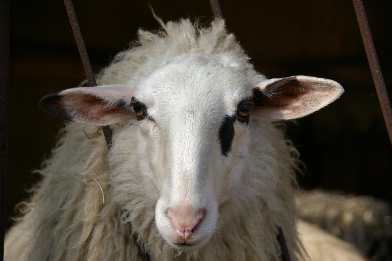 sheep white animal portrait free photo