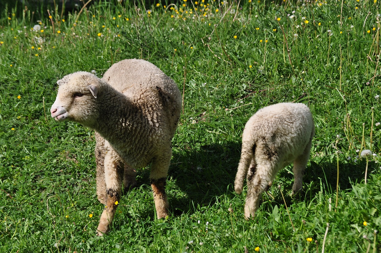 sheep countryside grass free photo