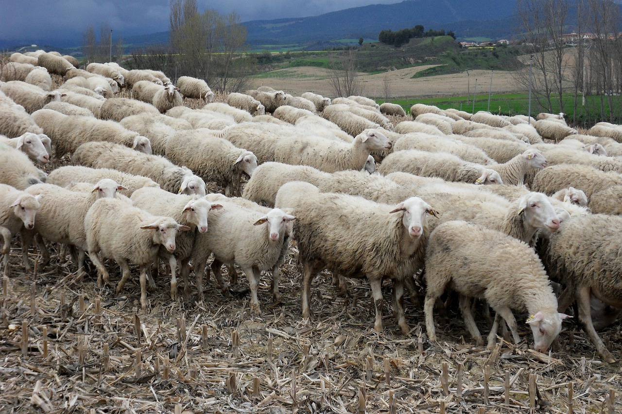 sheep flock of sheep animals free photo