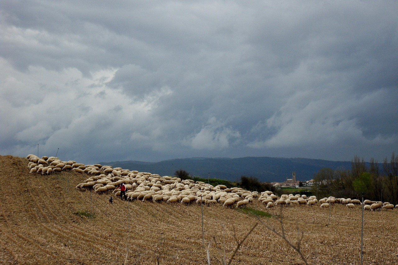 sheep flock of sheep spain free photo