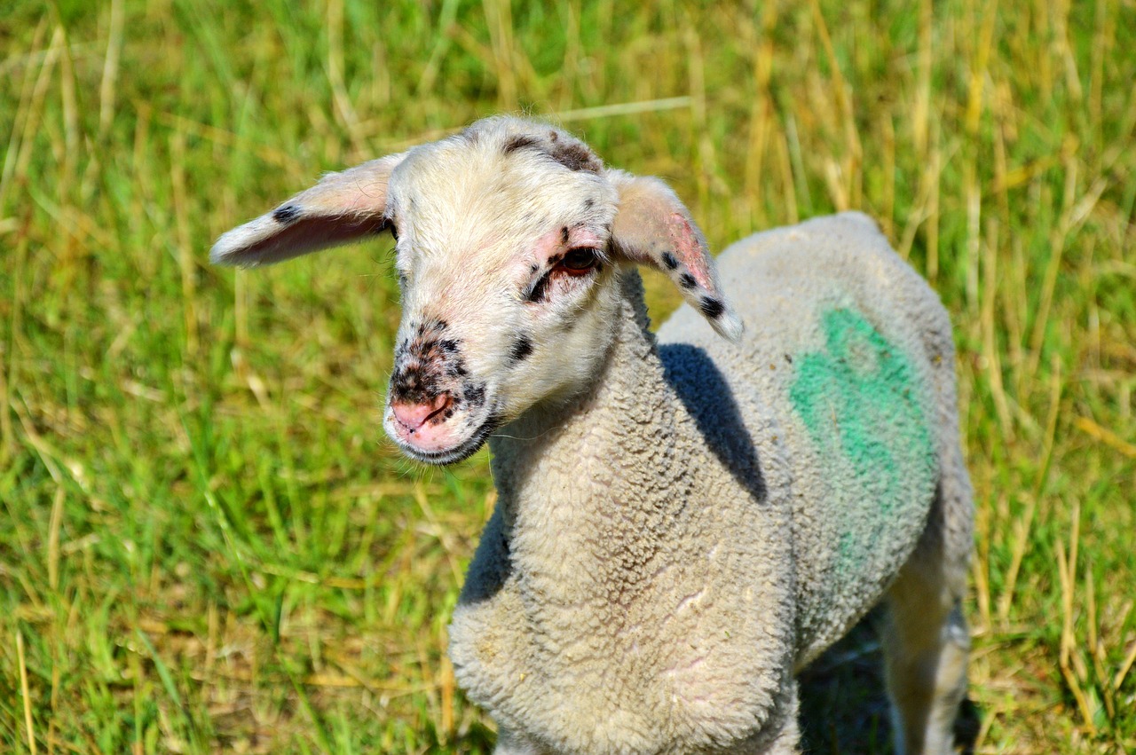sheep schäfchen livestock free photo