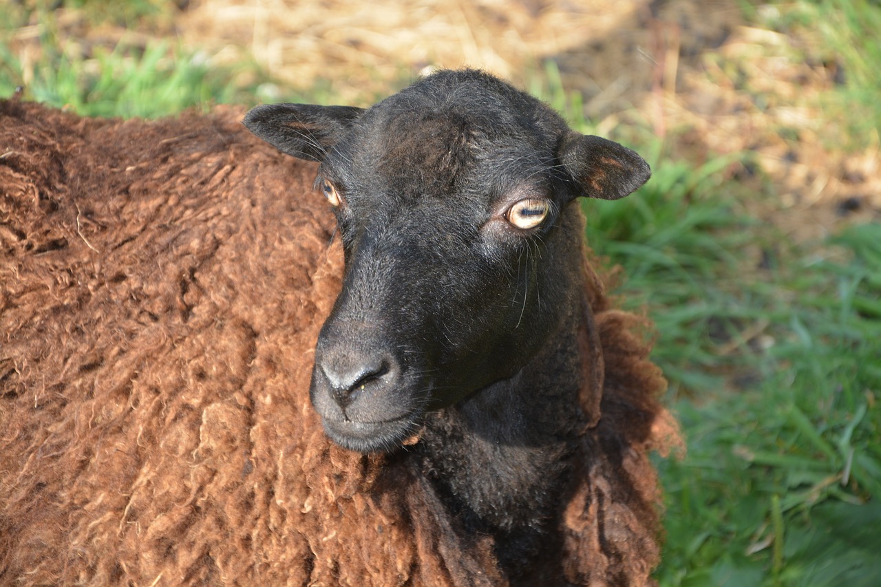 sheep head eyes free photo