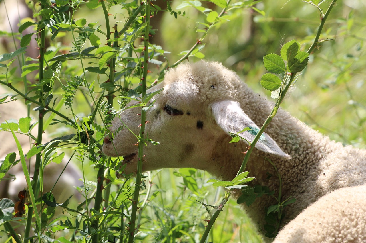 sheep eat white sheep free photo