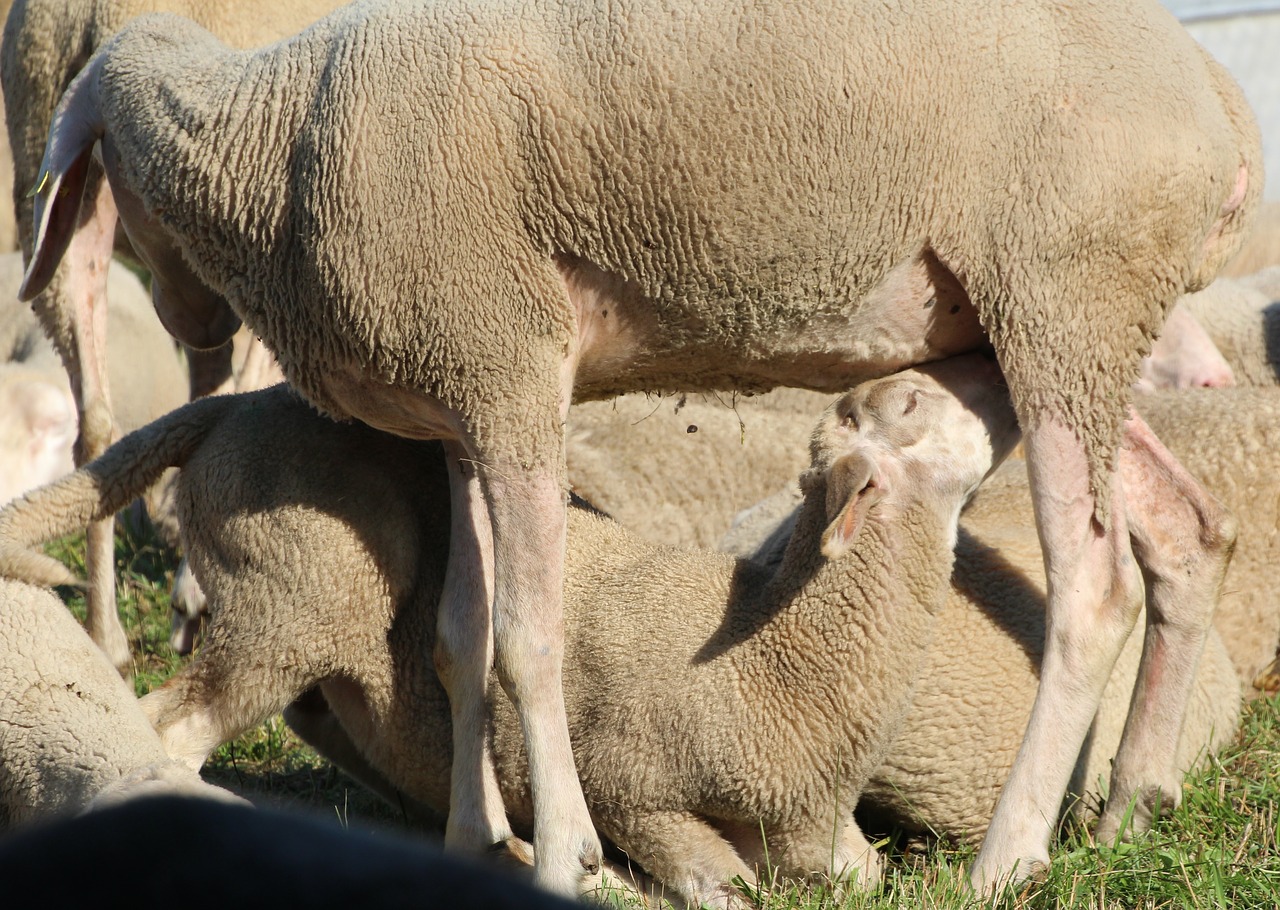 sheep suckle young animals free photo