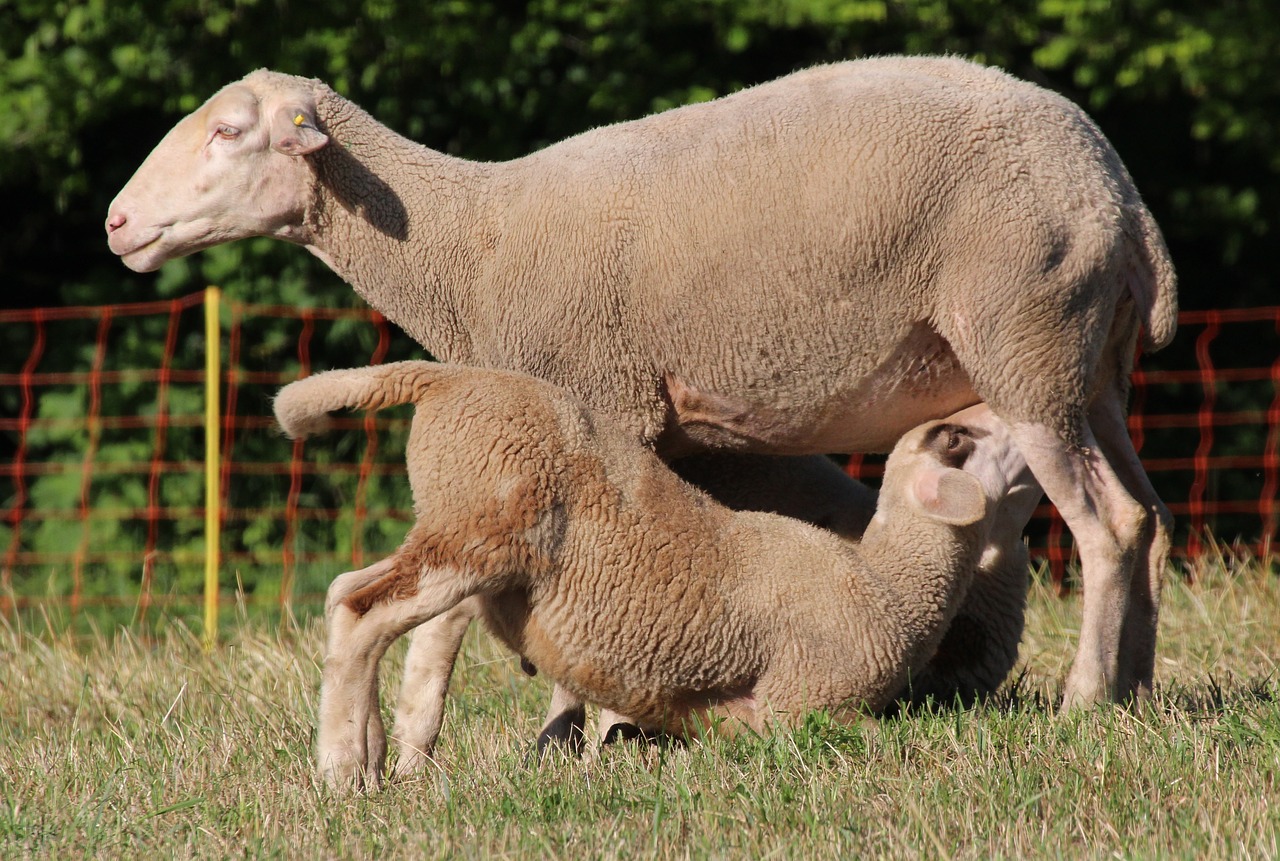 sheep suckle young animals free photo