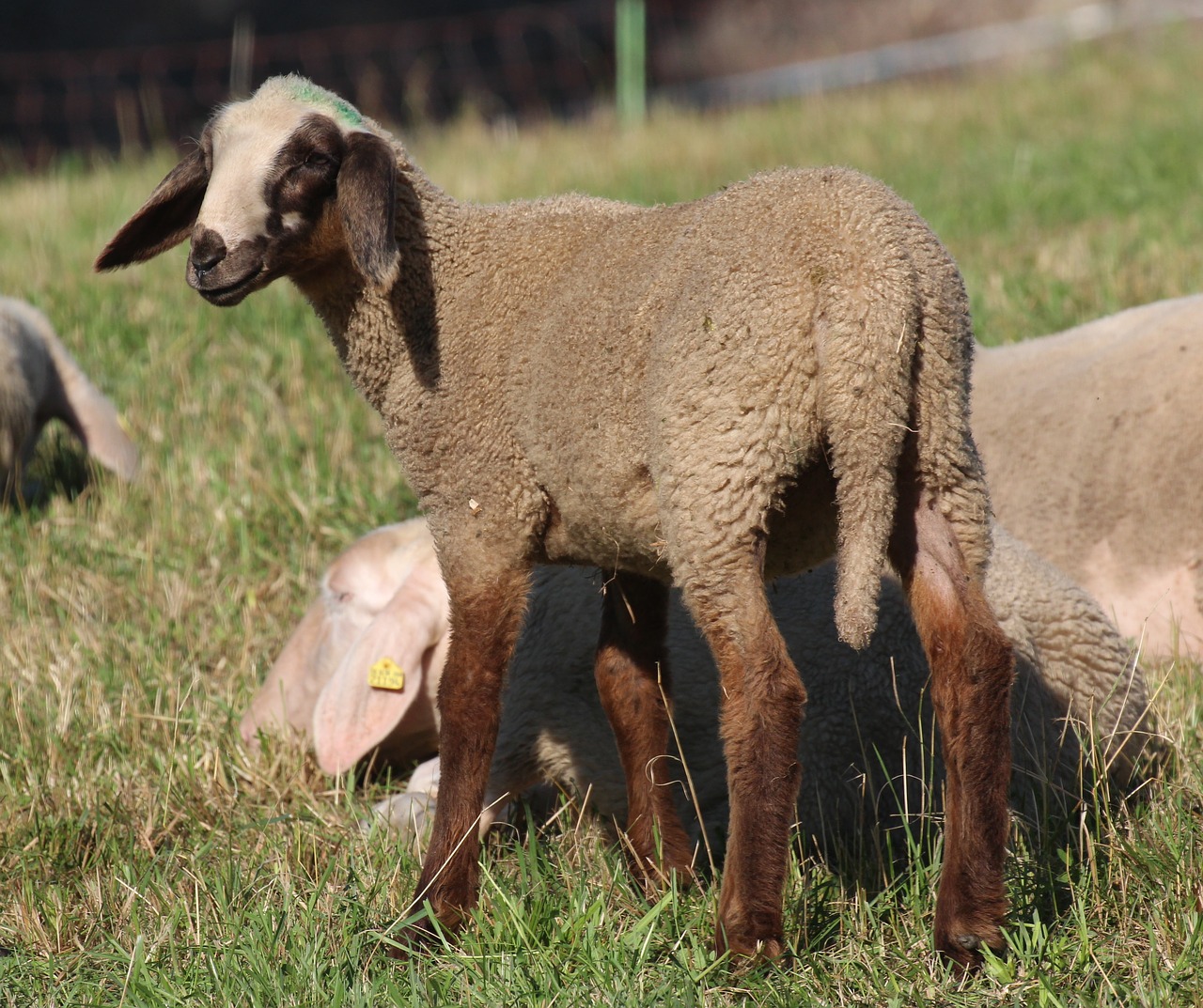 sheep young animal brown free photo